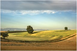 nury marc_plateau de valensole 85